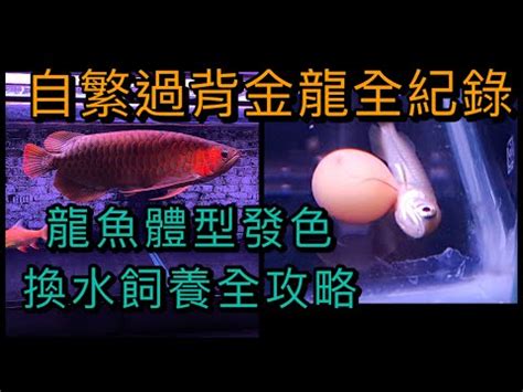 生龍水族|沙登生龍水族館Sang Loong Aquarium 